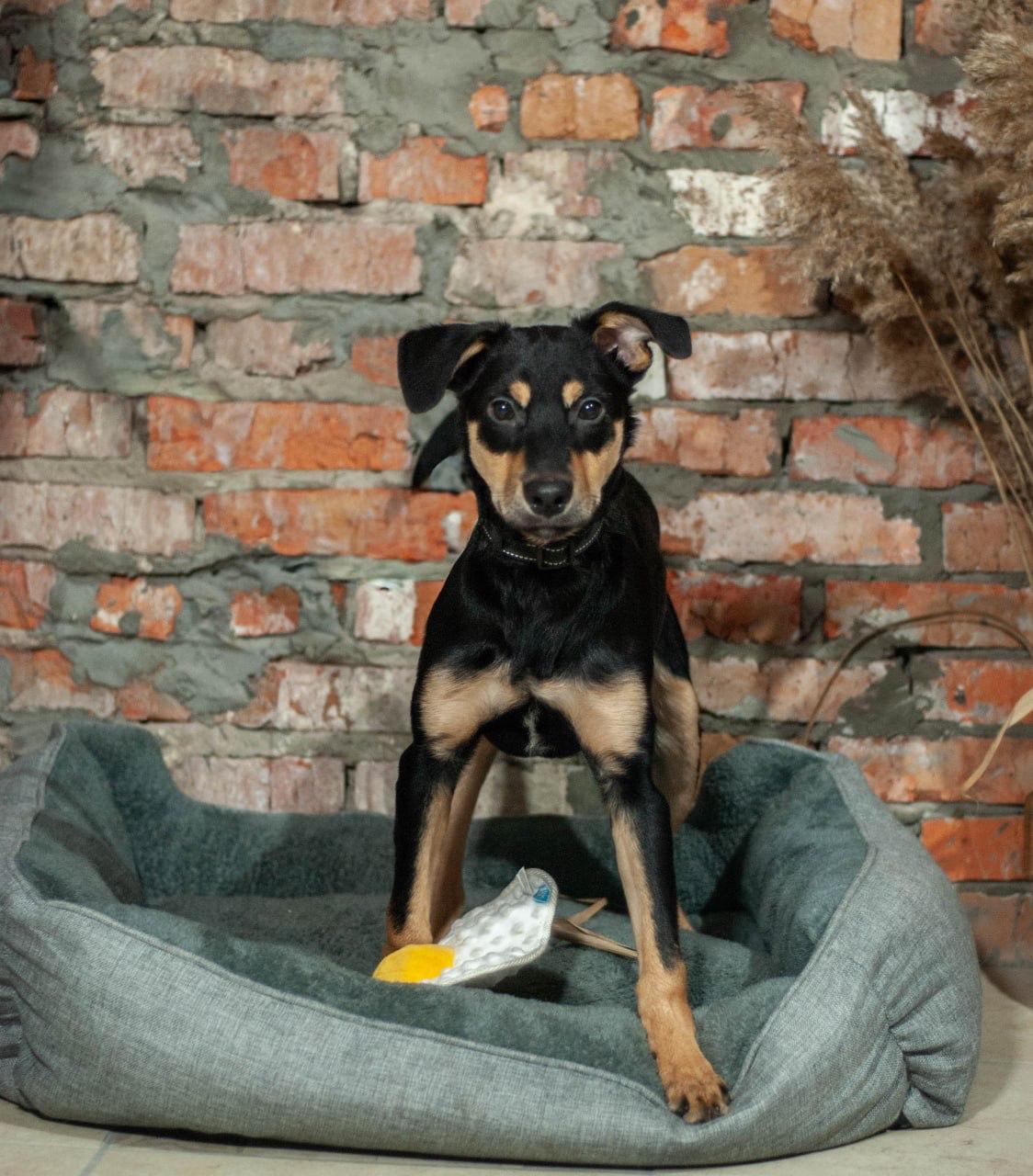Chiens à adopter